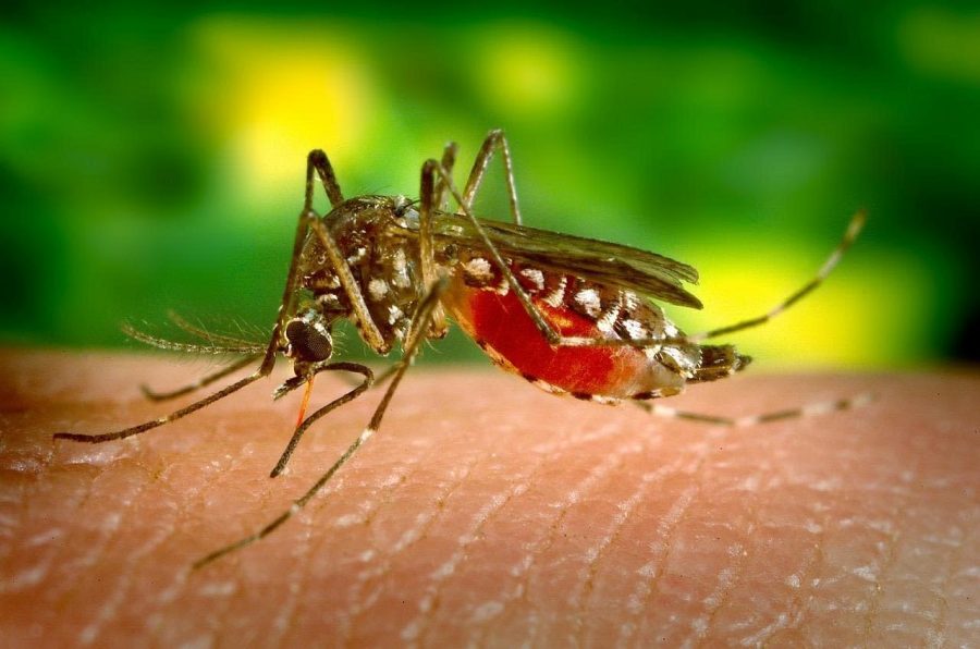 Mosquito-borne+diseases+has+threaten+World