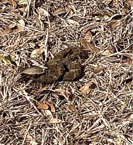 Dog feces are found by the entrance to building 2 in West Village.