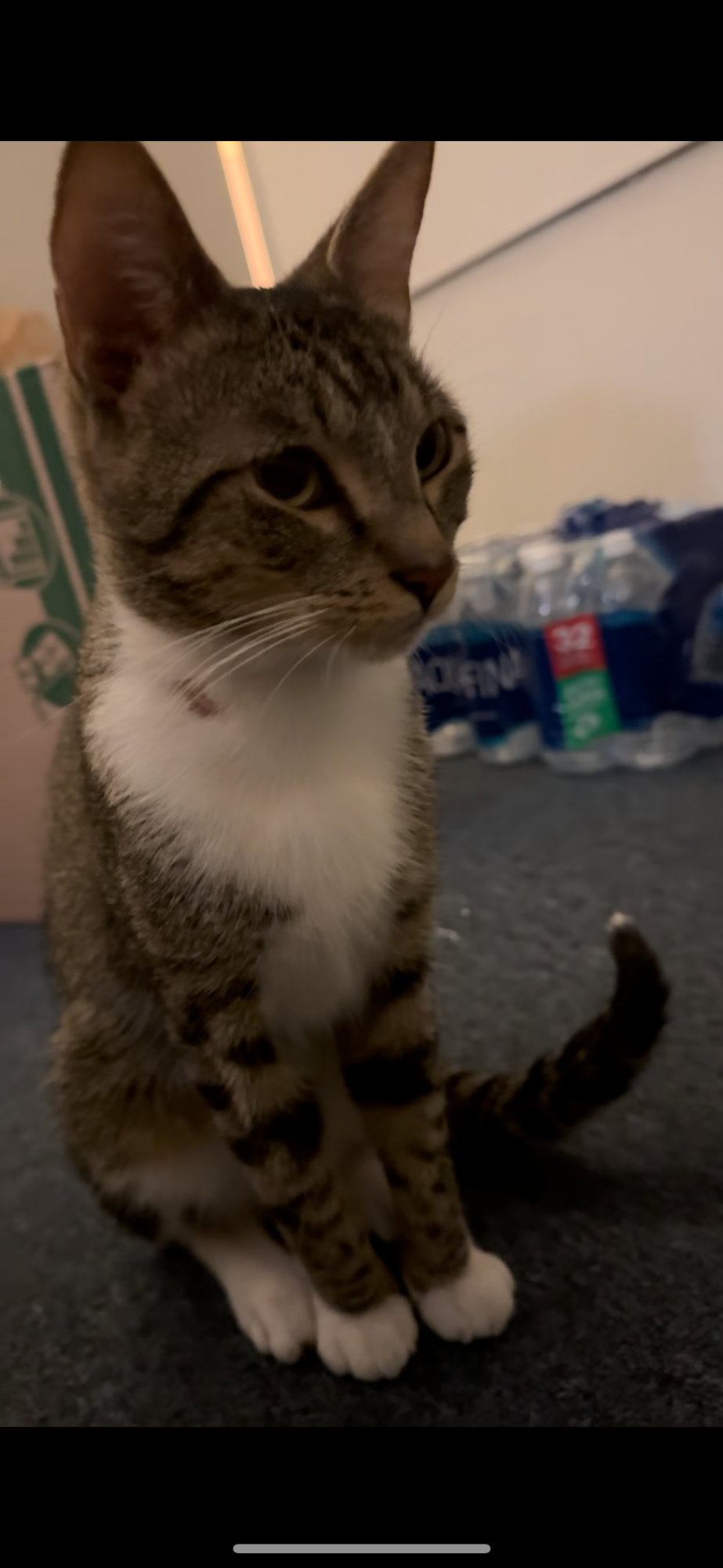 New student org 'Whisker Watch' sets out to save the strays