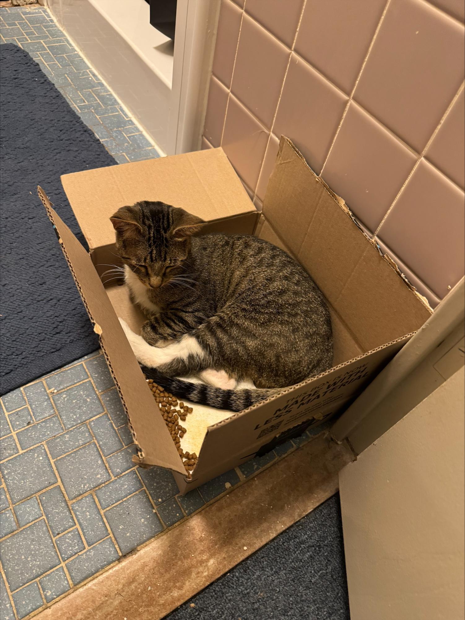 New student org 'Whisker Watch' sets out to save the strays